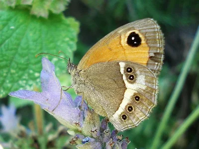 Pyronia (Idata) bathseba