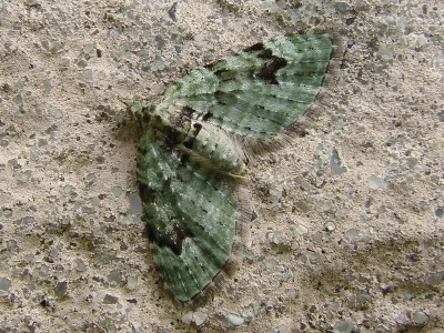 Chloroclystis v-ata
