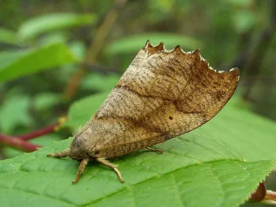 Falcaria lacertinaria