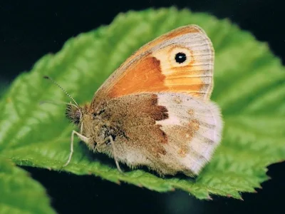 Coenonympha pamphilus