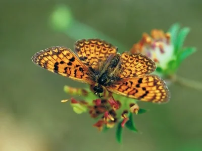 Melitaea arduinna