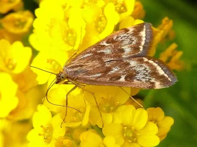 Loxostege sticticalis