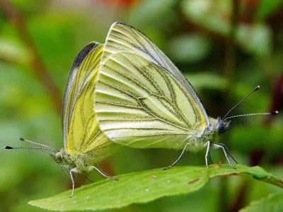 Pieris (Artogeia) napi