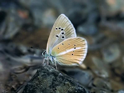 Polyommatus (Agrodiaetus) damon