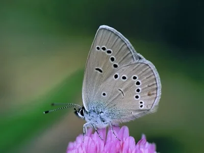 Cyaniris semiargus