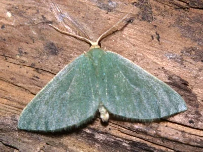 Celonoptera mirificaria