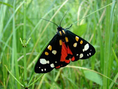 Callimorpha dominula