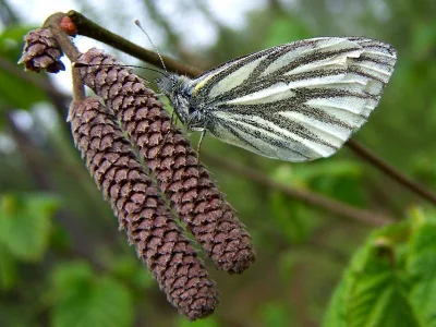 Pieris (Artogeia) napi