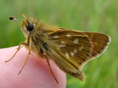 Hesperia comma