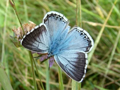 Polyommatus (Lysandra) coridon