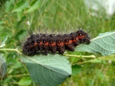 Acronicta (Viminia) menyanthidis