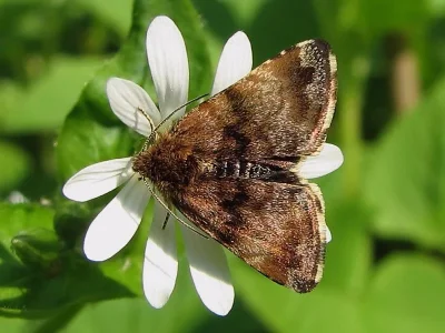 Panemeria tenebrata