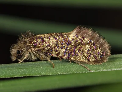 Eriocrania (Dyseriocrania) subpurpurella