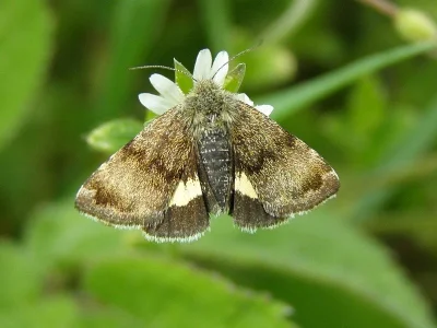 Panemeria tenebrata
