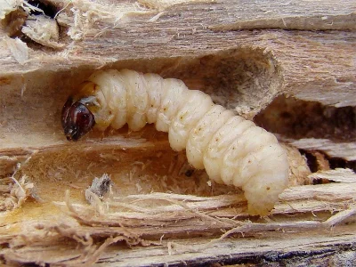 Paranthrene tabaniformis