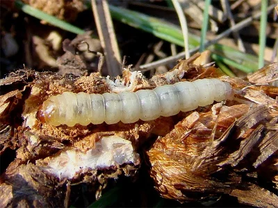 Pyropteron (Synansphecia) muscaeformis