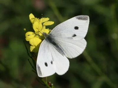 Pieris (Artogeia) rapae
