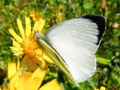 Pieris (Pieris) brassicae