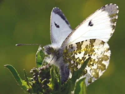 Anthocharis (Anthocharis) cardamines
