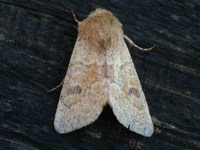 Orthosia (Monima) miniosa