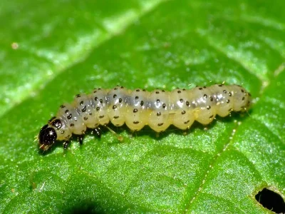 Argyresthia (Argyresthia) retinella