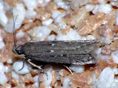 Neofaculta ericetella