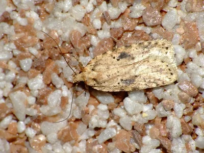 Agonopterix arenella