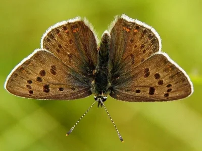 Lycaena (Heodes) tityrus