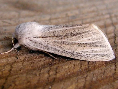 Simyra albovenosa