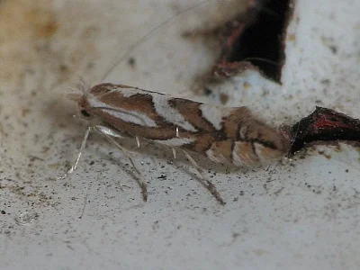Phyllonorycter blancardella