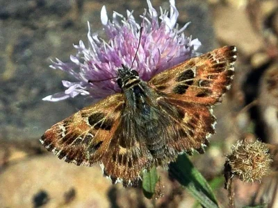 Carcharodus alceae