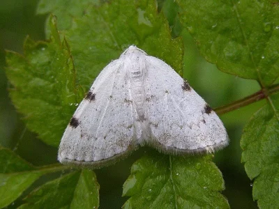 Lomographa bimaculata