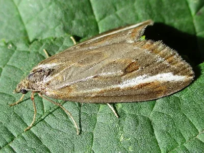 Chesias legatella