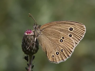 Aphantopus hyperantus
