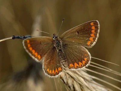 Aricia (Aricia) agestis