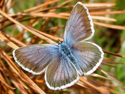 Plebejus (Plebejus) argus