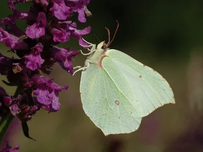 Gonepteryx rhamni