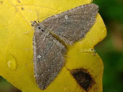 Orthonama obstipata