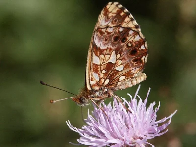 Boloria (Clossiana) dia