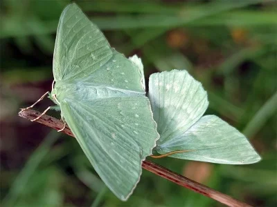 Geometra papilionaria