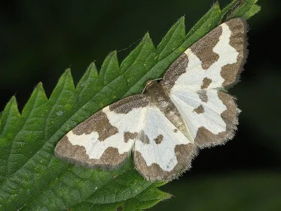 Lomaspilis marginata