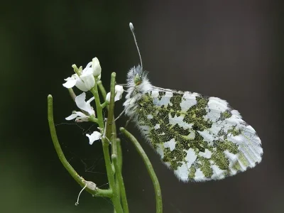 Anthocharis (Anthocharis) cardamines