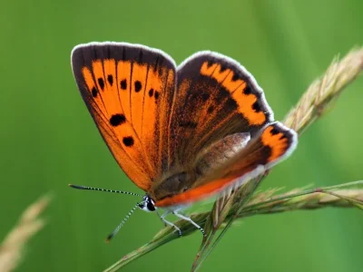 Lycaena (Thersamolycaena) dispar