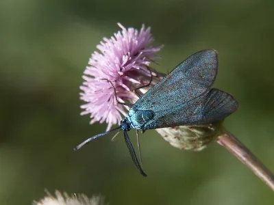 Adscita (Adscita) statices