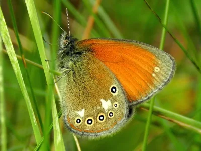 Coenonympha glycerion
