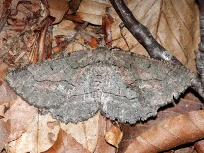 Nychiodes obscuraria