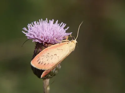 Miltochrista miniata