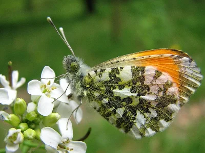 Anthocharis (Anthocharis) cardamines