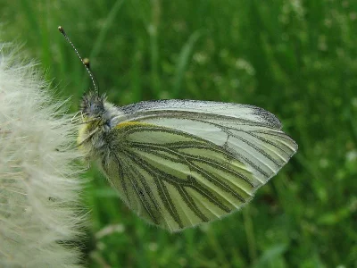 Pieris (Artogeia) napi