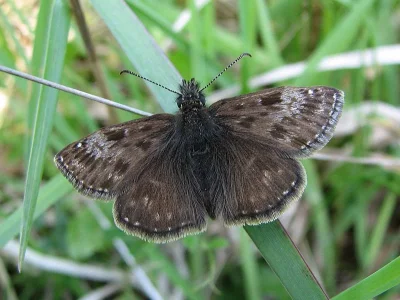 Erynnis tages